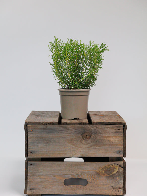 Rosemary is a staple of herb gardens, brilliant for cooking but is also great for providing dense aromatic ground cover.